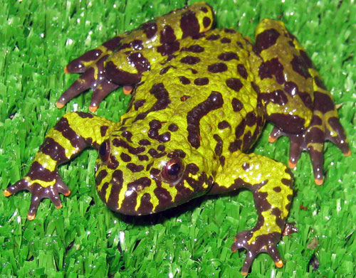 Rana